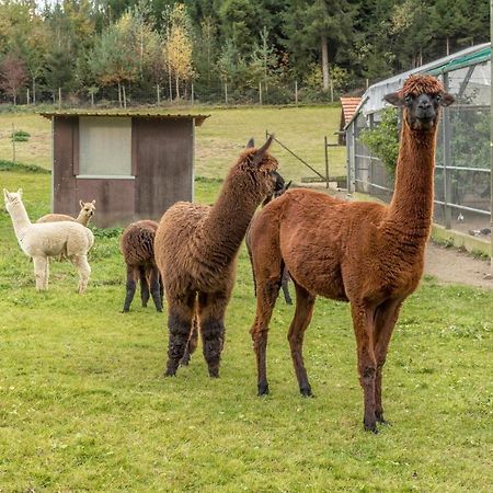 Zapfs Bauernhof Stiefmuetterchen Apartman Tettnang Kültér fotó