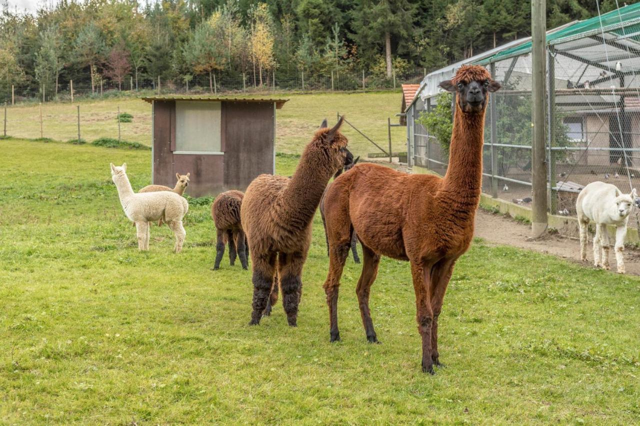 Zapfs Bauernhof Stiefmuetterchen Apartman Tettnang Kültér fotó